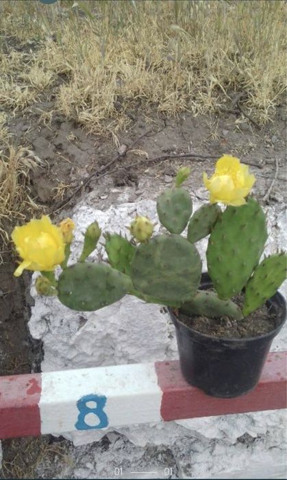 Кактус уличный опунция и саженцы клубники