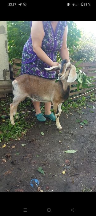 Козлик заано- нубиец,на племя