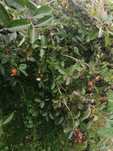 Aronia z ogrodu owoce