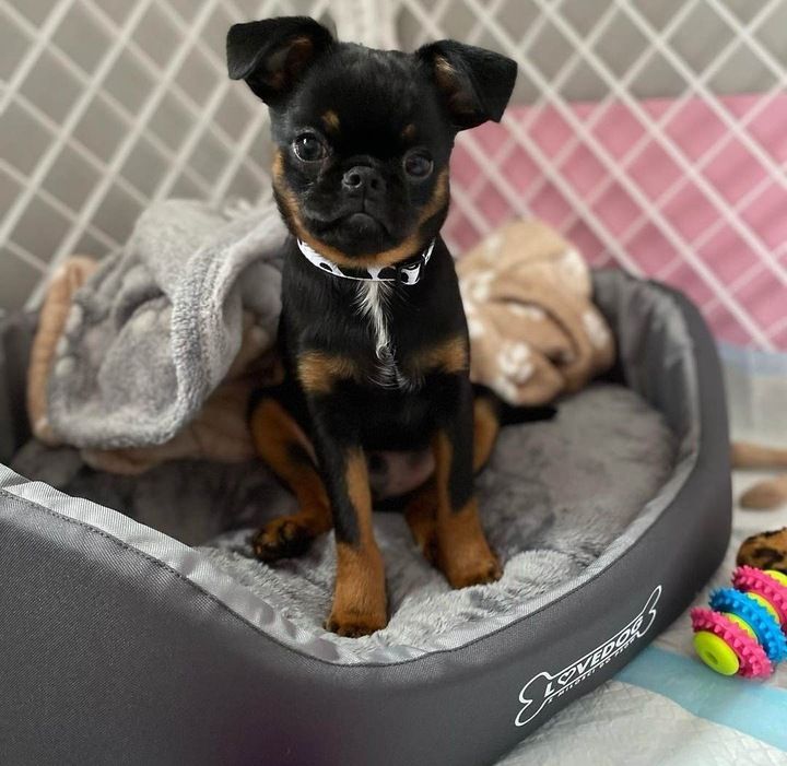 Legowisko Dla Psa Kota Antyalergiczne Posłanie Kanapa Kojec Lovedog M