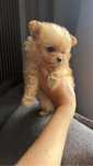 Pomapoo/ maltipoo mini chlopak xxs