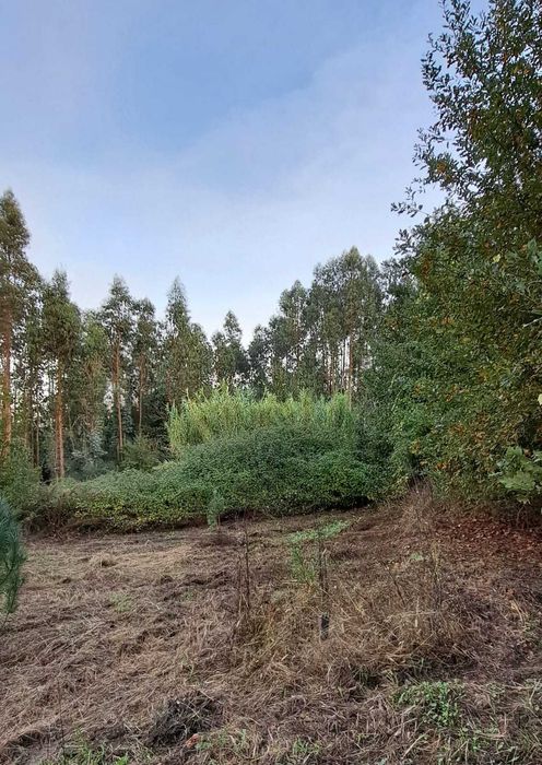 À venda de terreno em Rua Rojão, Vila Nova da Rainha Tondela