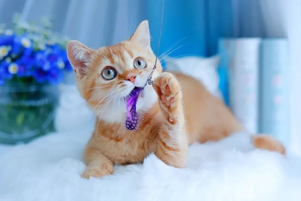 Biszkopt - kotek szkocki, scottish fold, nie brytyjski . Rodowód PZF