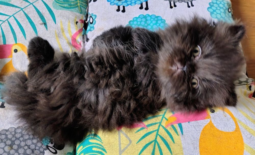 Kotka, kociczki perskie