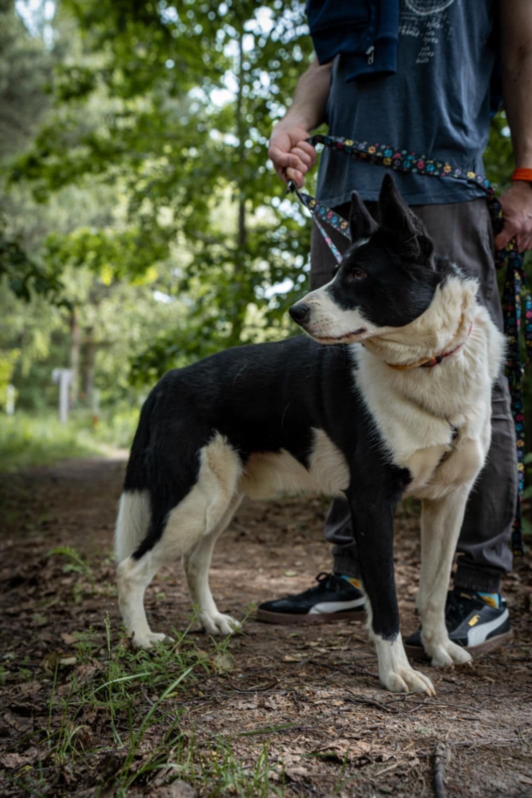 Pako - pies w typie karelskiego psa na niedźwiedzie szuka domu