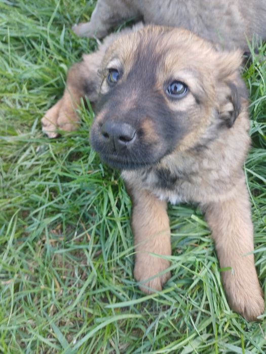 Собачата,чудові песодіти