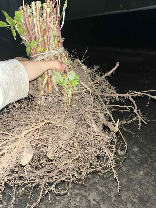 Розсада Полуниці Копана Касетна Малина Плодові дерева Саженцы клубники