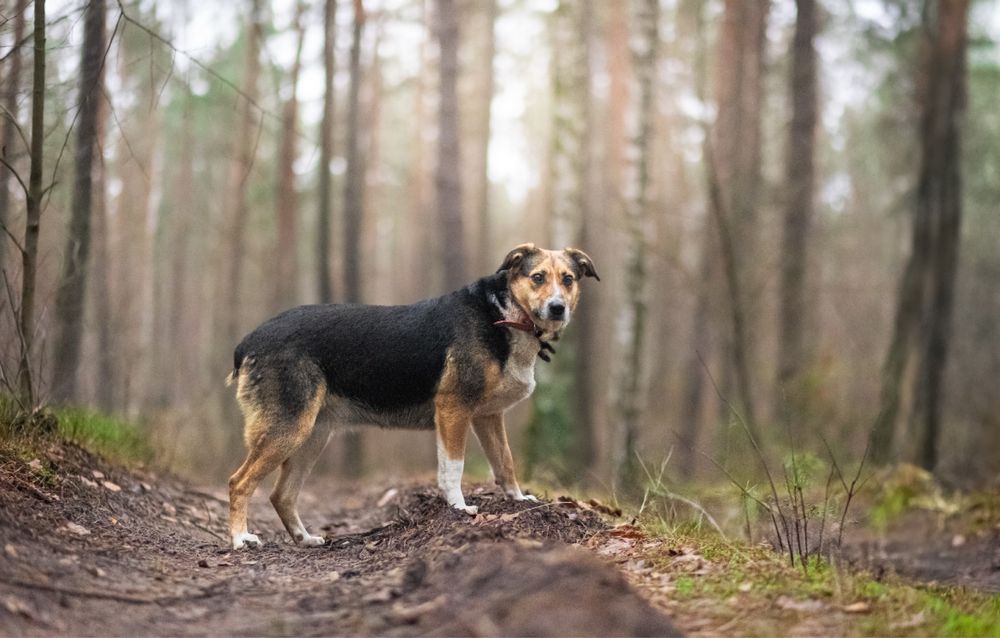 Niesamowita Osika do adopcji, za darmo.