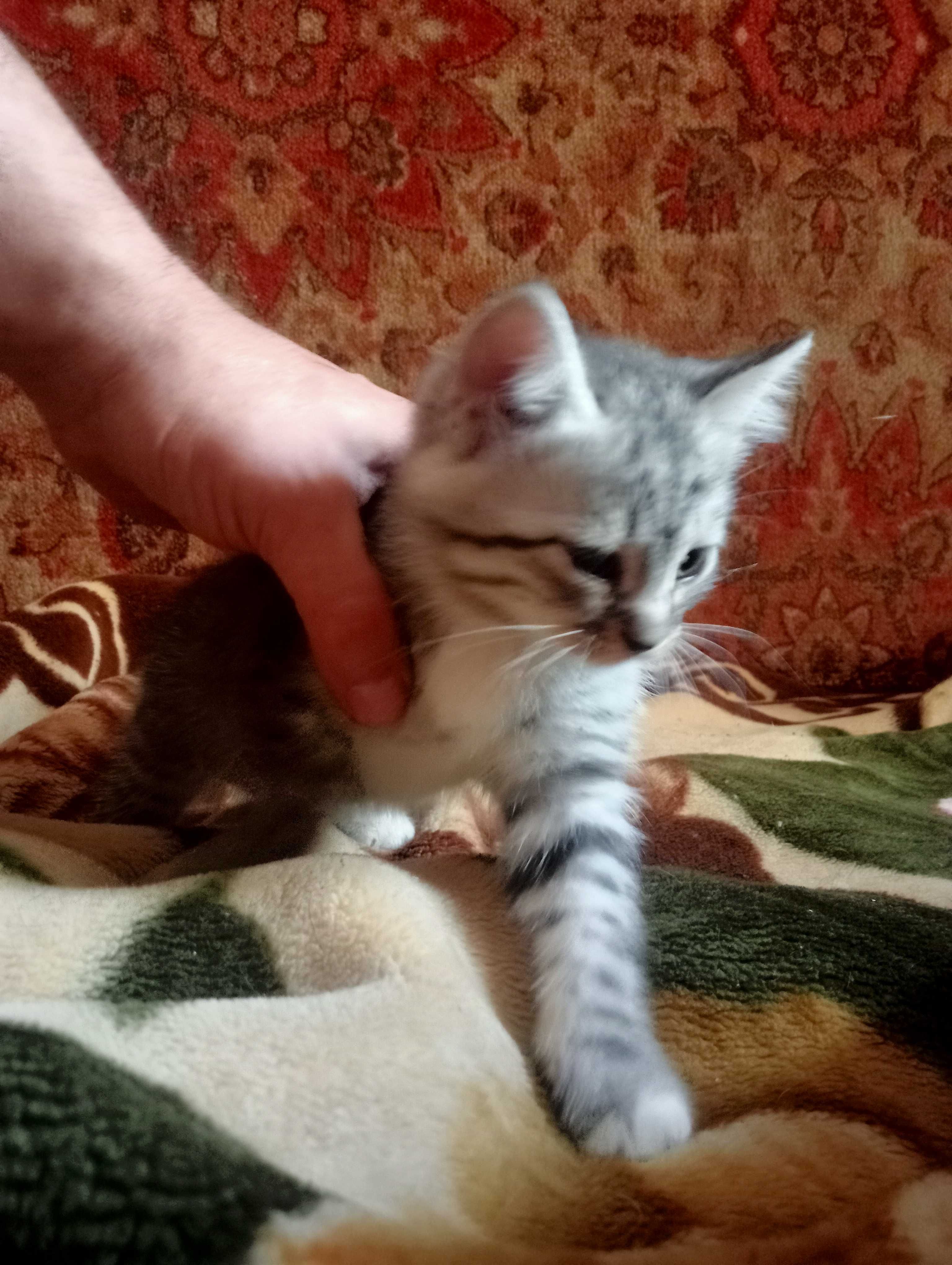 Кошенята, маленьки
