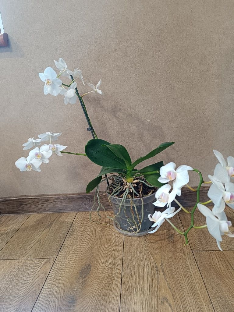 Орхідея білого кольору
