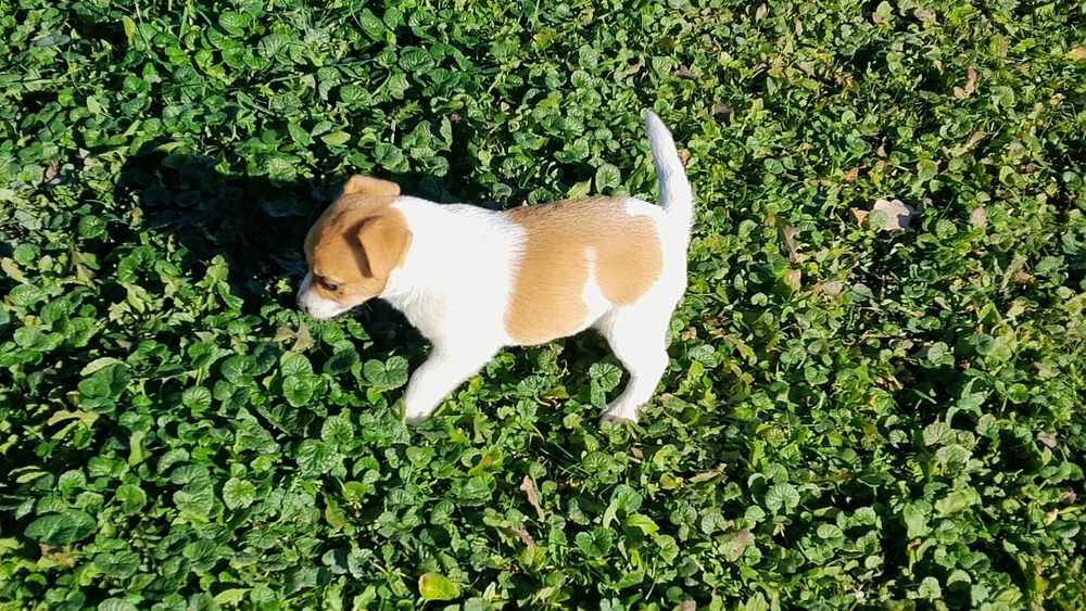 Jack Russell terrier suczka