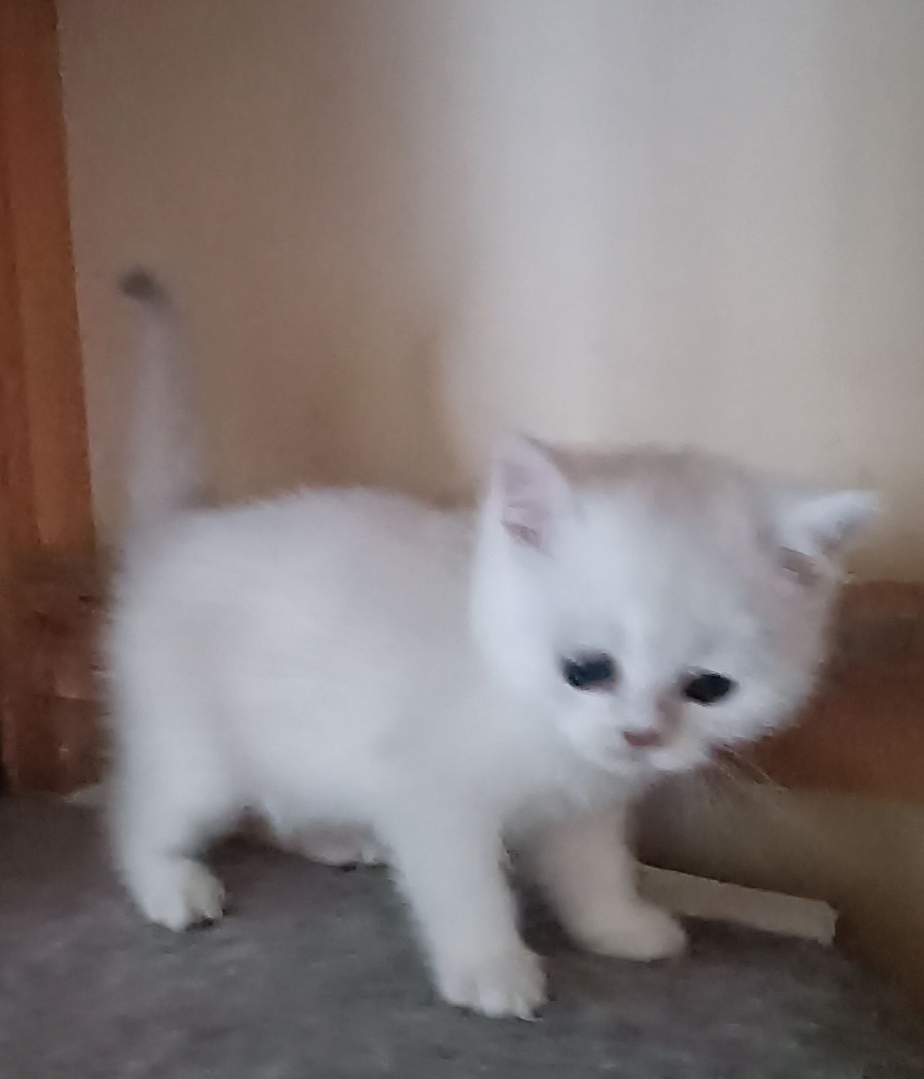 British Shorthair fêmea
