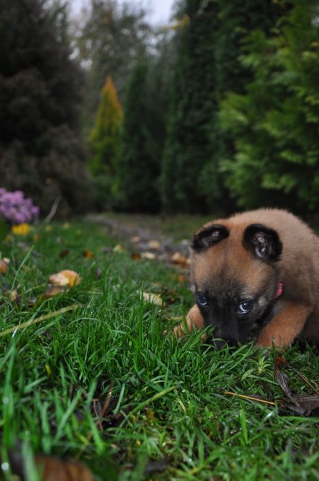 Малінуа бельгійська вівчарка