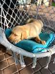 Labrador Retriever Biszkoptowy Piesek !!!