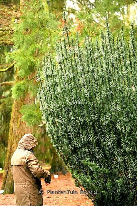 Głowocis japoński "Fastigiata" egzotyczne, unikatowe drzewko, okazy XL