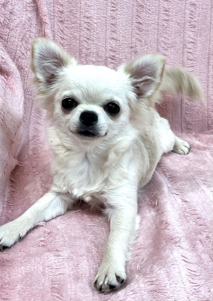 Chihuahua Femea Pelo Comprido
