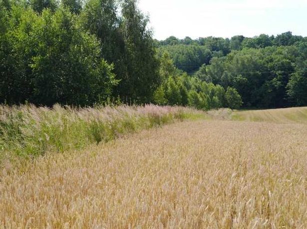Syndyk sprzeda nieruchomość rolną 1,1 ha w miejscowości Werechanie