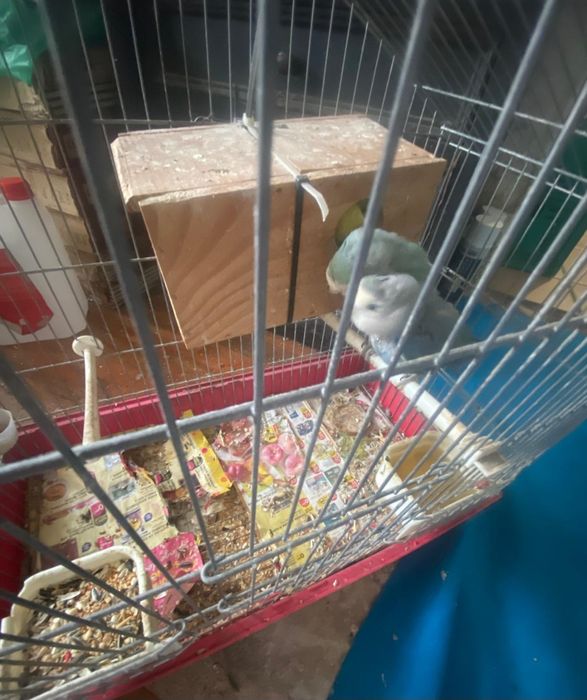 Vendo casal de agapornis  com gaiola