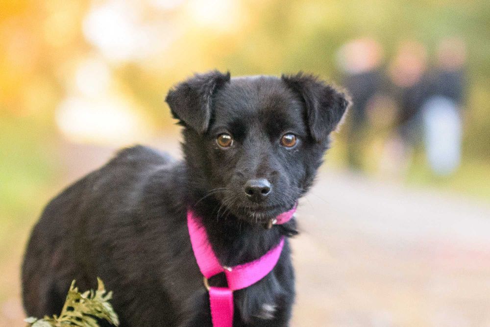 Maybe: psia dziecinka marznie w schronisku