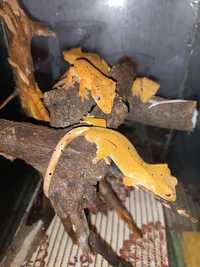 Реснитчатый гекон бананоед и все необходимое , террариум , корм