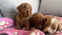 Cavapoo (pudel + cavalier) sunia