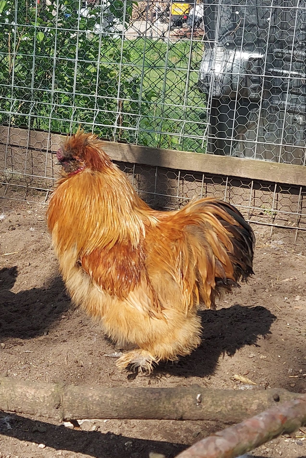 Kogut silka jedwabisty mahoń