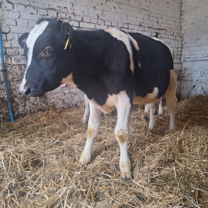 Sprzedam byka 6 miesięcy