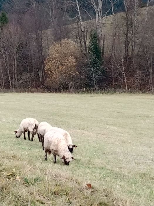Jagnięta owiec czarnogłówka