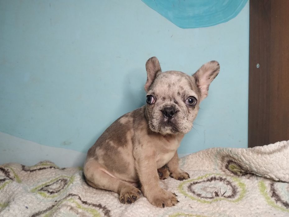 Хлопчики мерле .