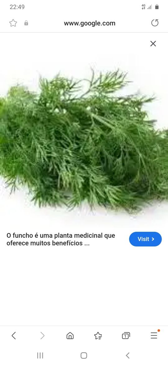 Sementes de funcho