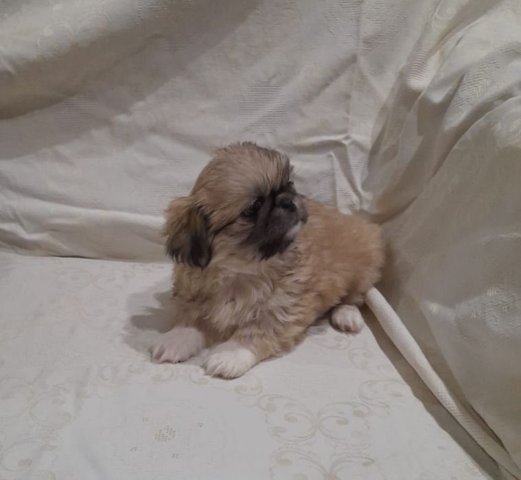 До продажу готові пекінеси