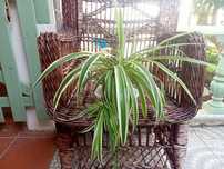 Clorofito - Clorophytum Comosum