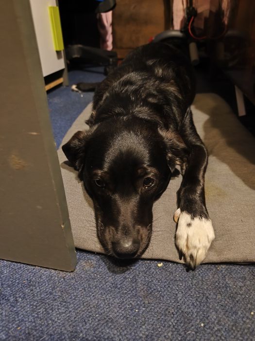 Oddam psa syka 
Ma paszport