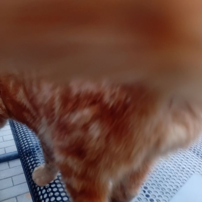 Котик -Вогник виключно в приватну оселю