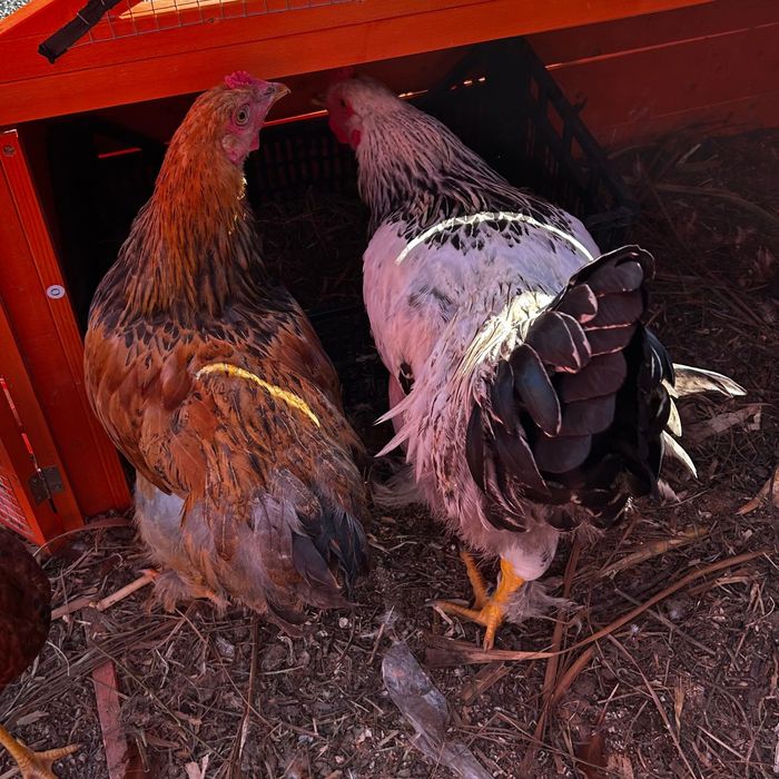 Galo Brahma e também galo da raça das galinhas poedeiras
