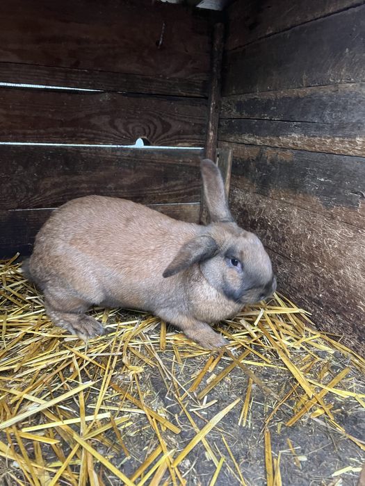 Самки різних порід