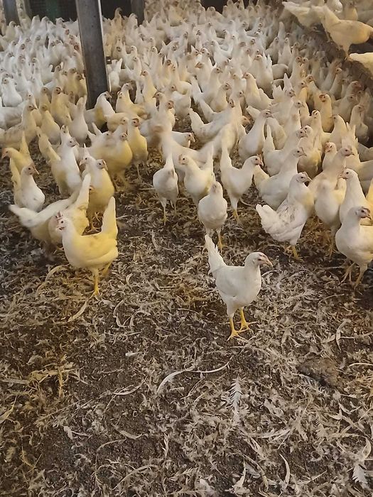 Kury NIOSKI ! Dominant Rossa Messa Leghorn Sussex ! Dowóz Zapraszam !!