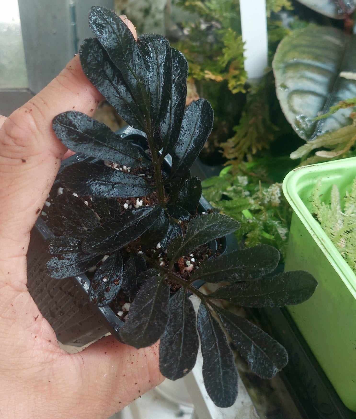 Solanum uleanum/соланум
