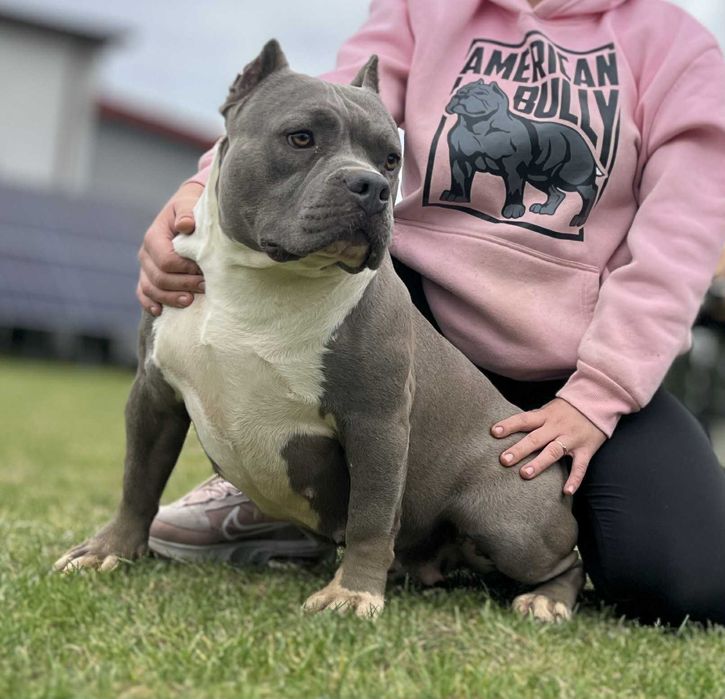 American Bully Suczka ABKC