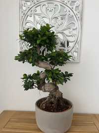 Ficus Ginseng Bonsai "S"