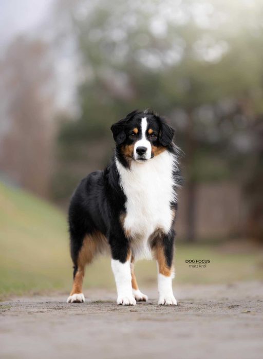 Miniaturowy Owczarek Amerykański, MAS, suczka FCI