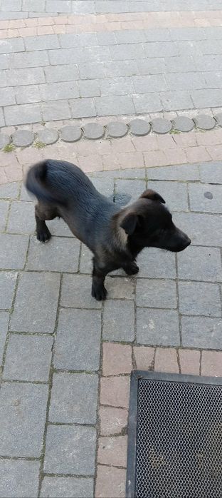 Oddam za darmo szczenięta