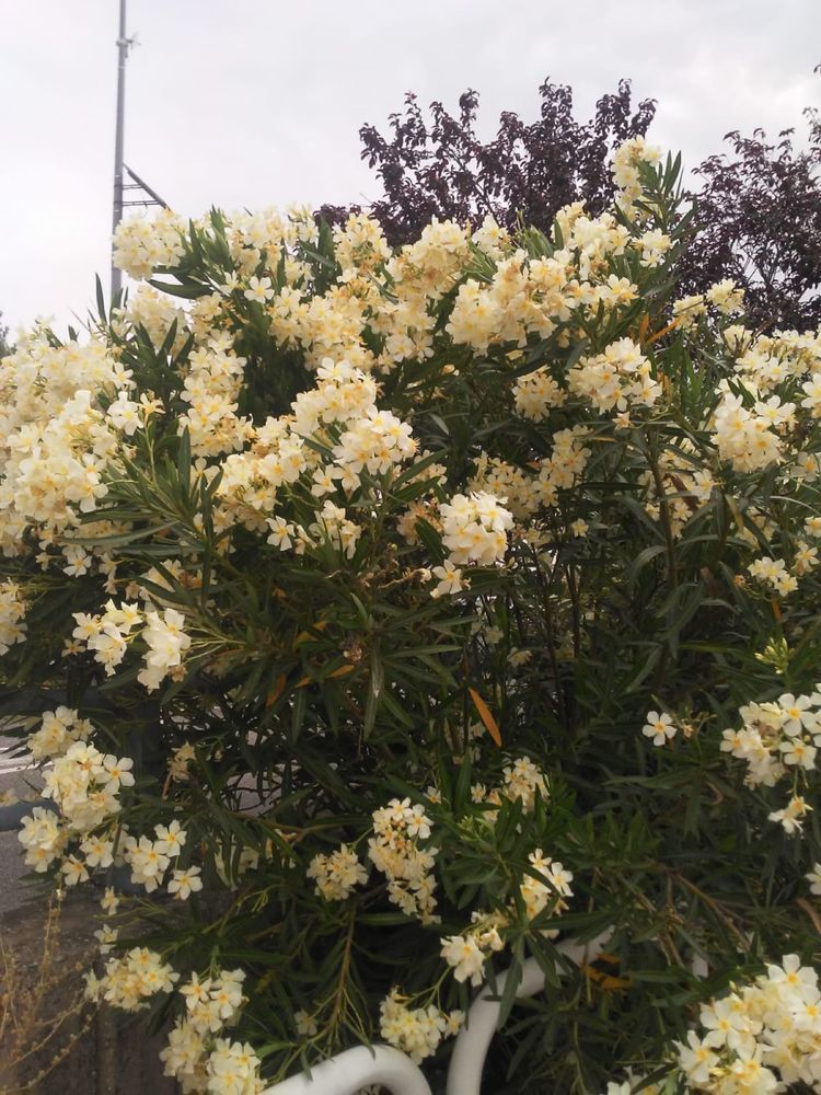 Oleander o pełnych pachnących ŻÓŁTYCH kwiatach