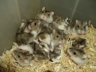 Джунгарики малыши