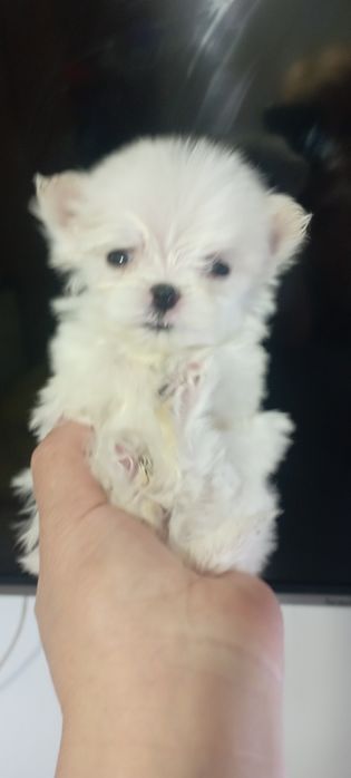 Продаються щенки мальтезе