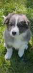 Border Collie FCI blue merle                    ostatni z miotu !!