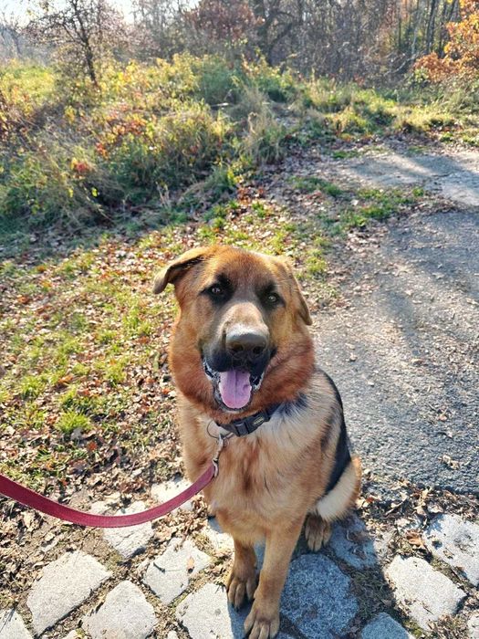 Ramzes - duży szczeniak w typie owczarka niemieckiego szuka domu