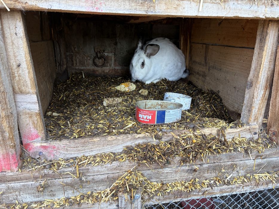 Sprzedam kaczki gesi króli