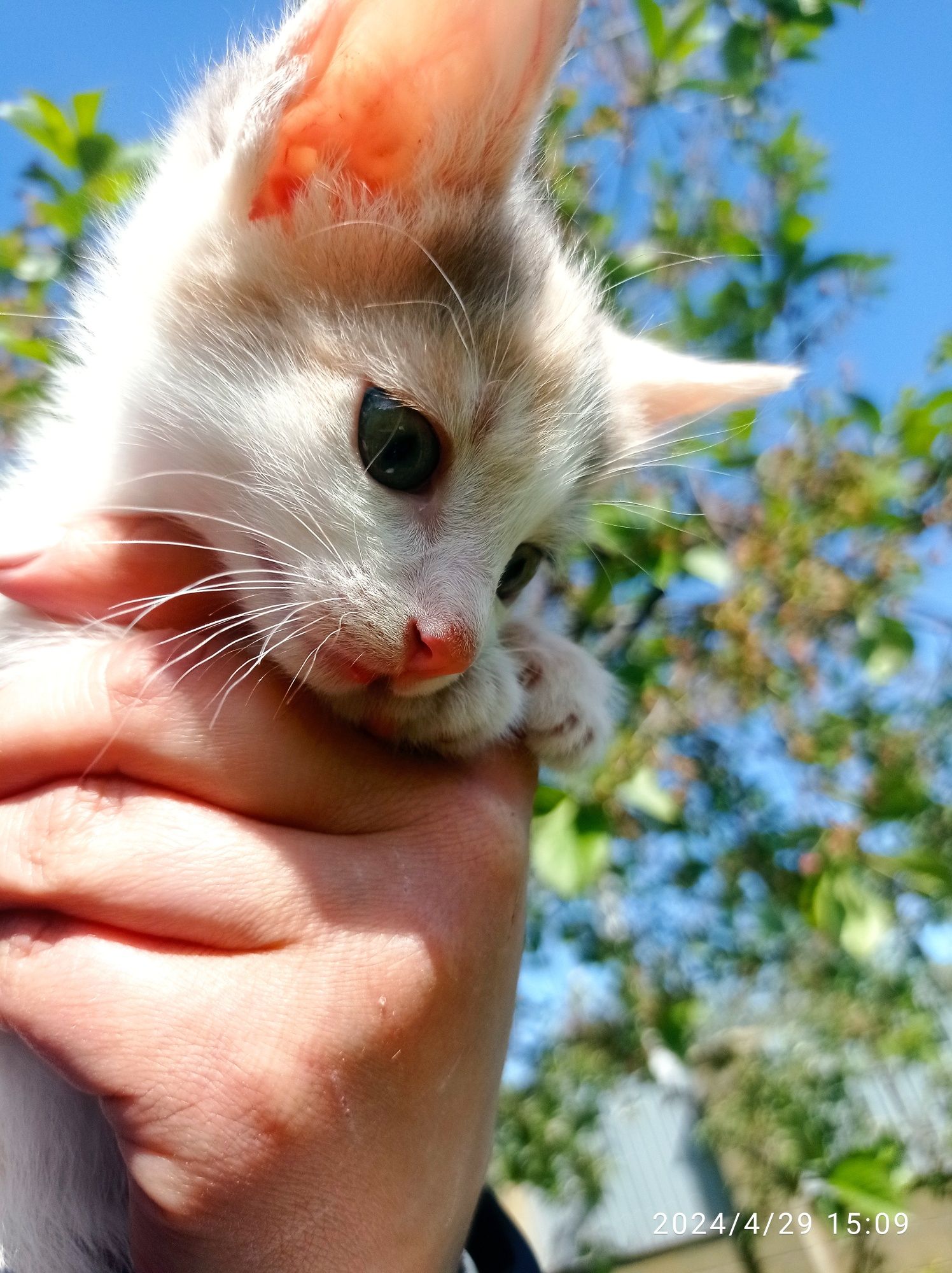 Гарненькі кошенята