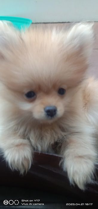 Дівчатка .Померанський шпіц.